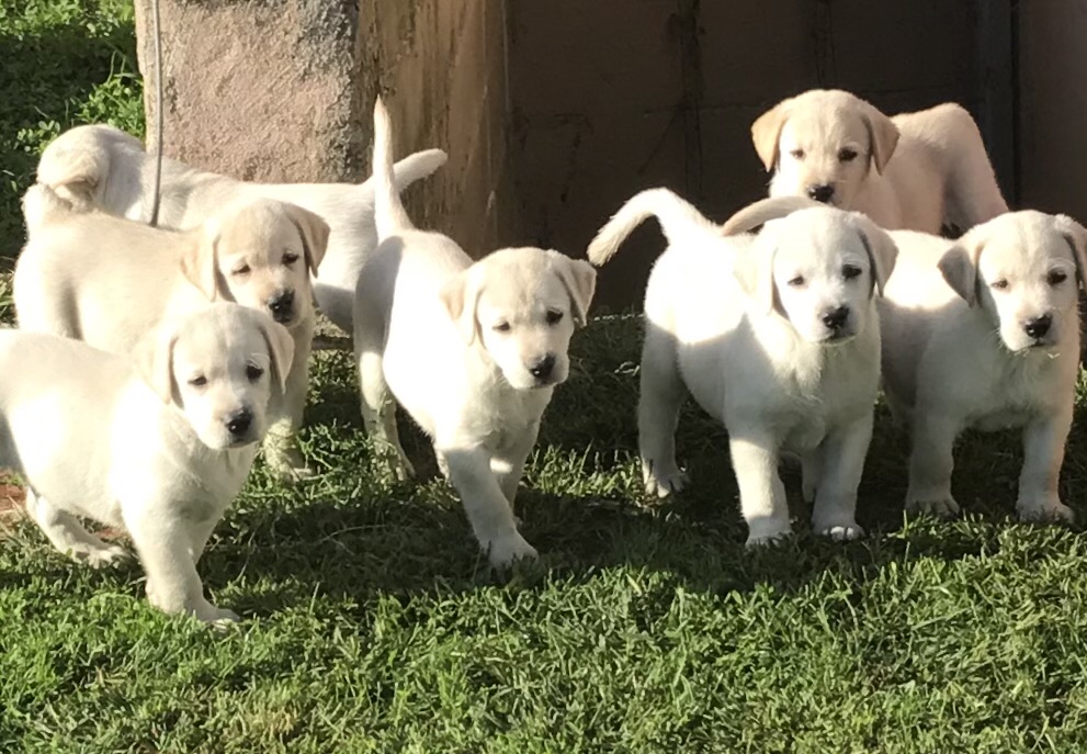 Bunch of yellow Labrador puppies