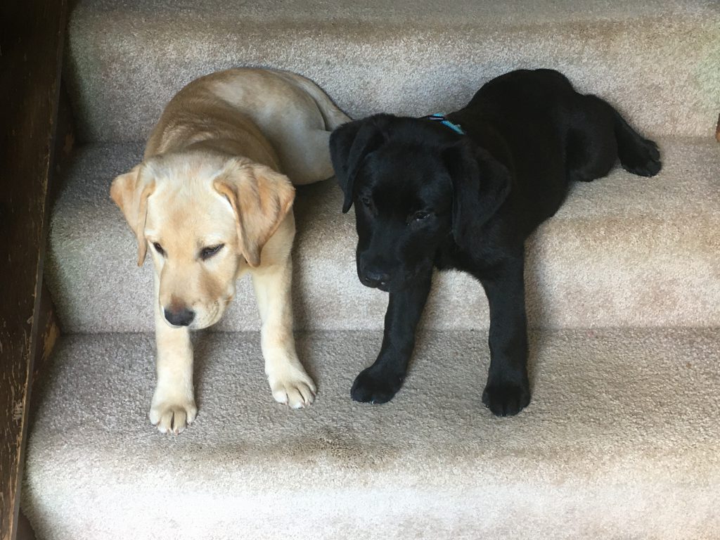 Labrador puppies on stairs