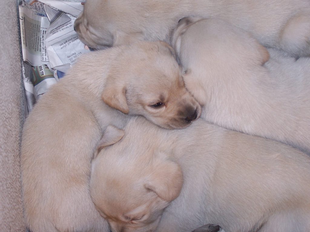 Newborn yellow Labrador puppies