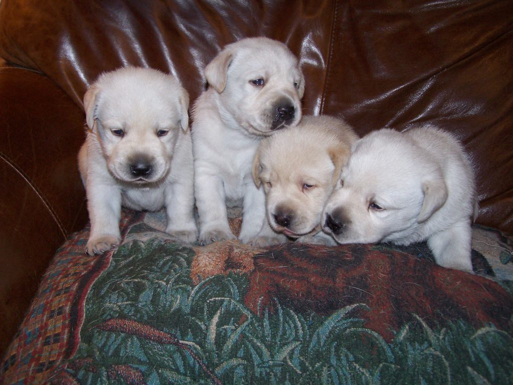Newborn yellow Labrador puppies on couch