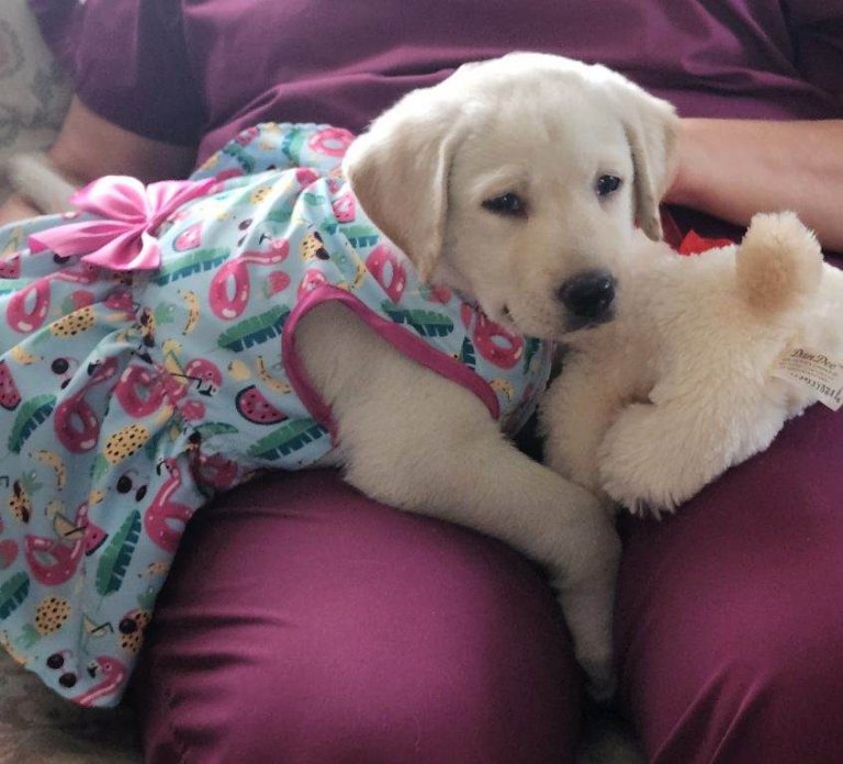Yellow Labrador puppy in a dress