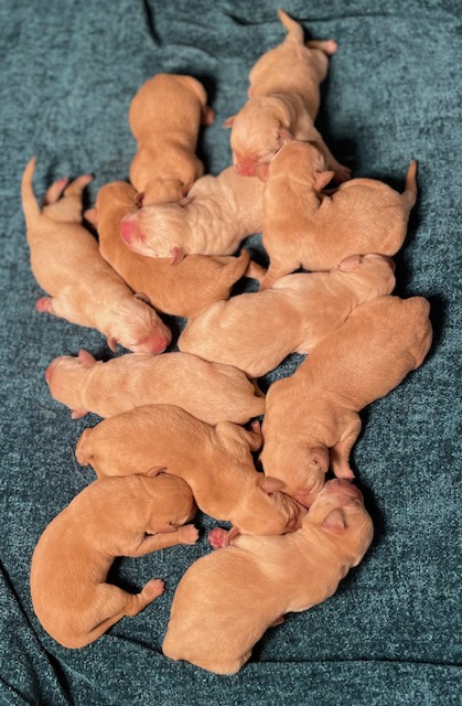 Newborn yellow English Labrador puppies