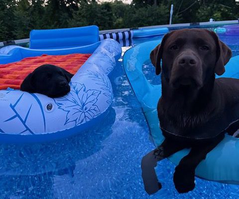 Two English Labradors in the pool