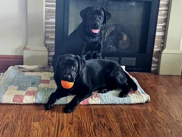 Two black English Labradors with balls