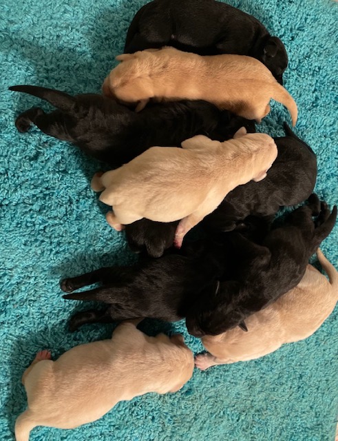 Black and yellow English Labrador litter