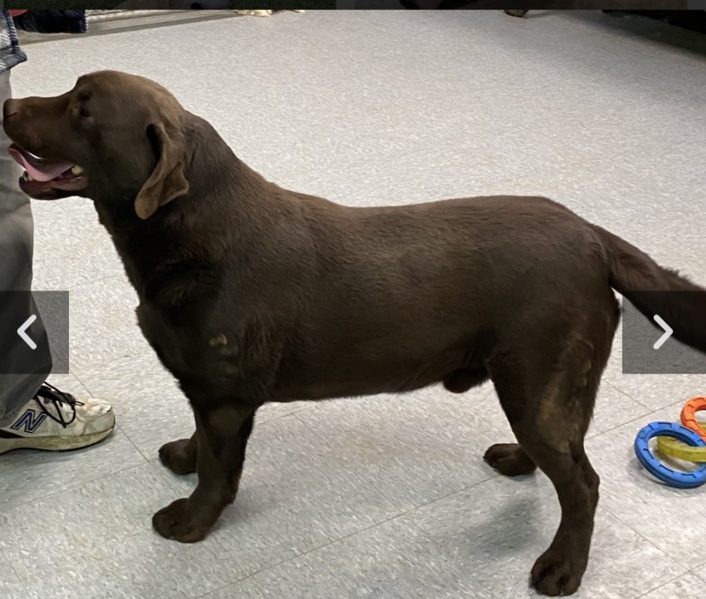 Elderly Chocolate English Labrador
